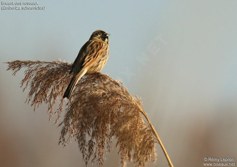 Common Reed Bunting male adult, song