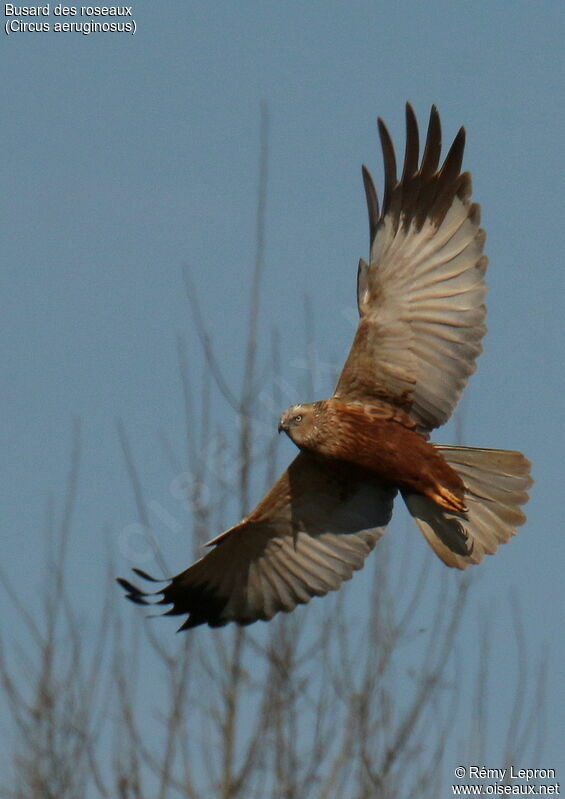 Western Marsh Harrier male adult, Reproduction-nesting