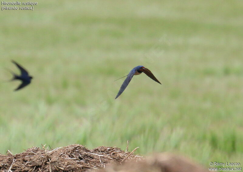 Barn Swallow male