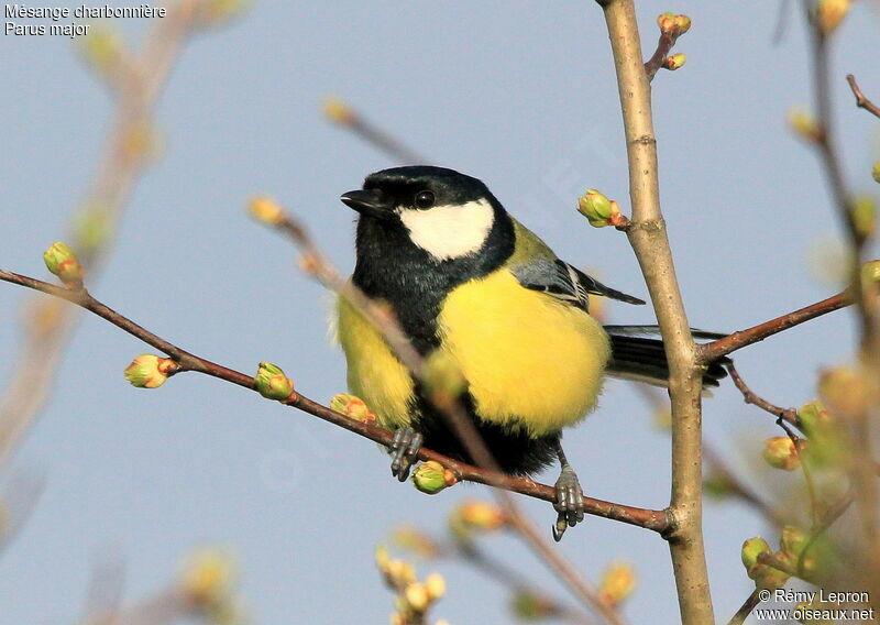 Great Tit male adult