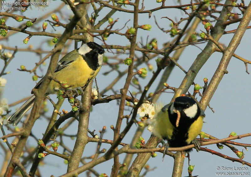 Great Tit adult