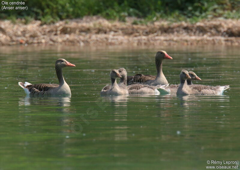 Greylag Goose adult, Reproduction-nesting
