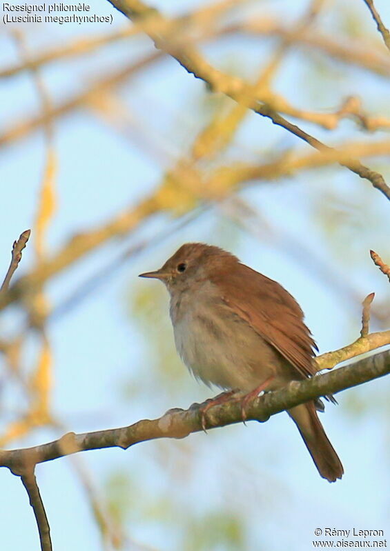Common Nightingale male, song