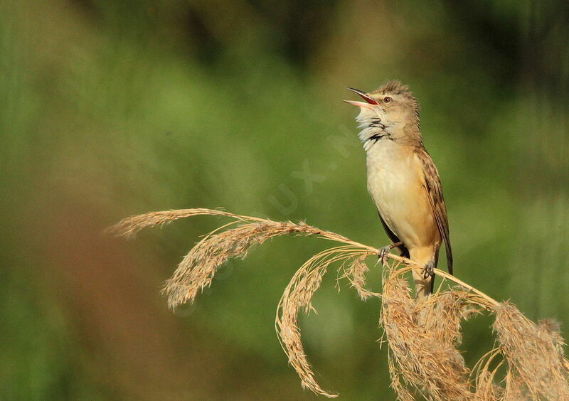 Great Reed Warbler male, song, Behaviour